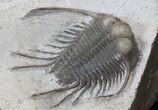 Long-Spined Cyphaspides Trilobite - Jorf, Morocco #40347-2